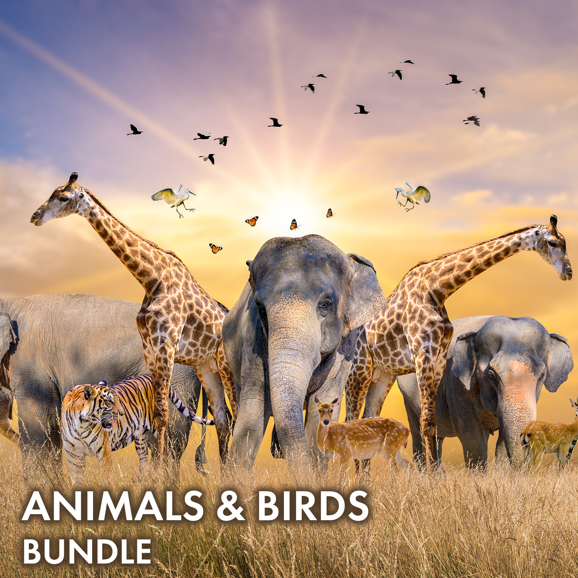 Animals and Birds Bundle