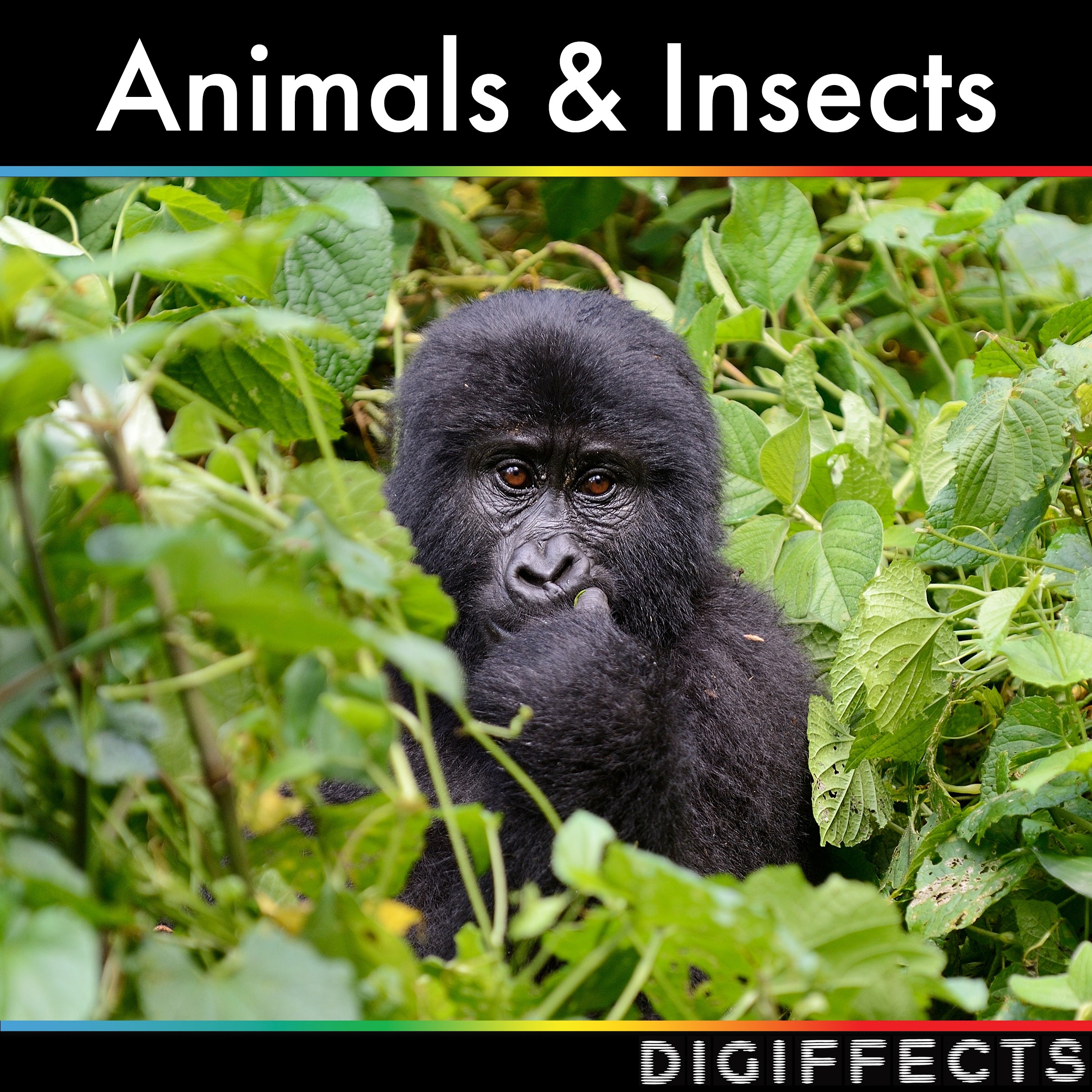 Animals and Insects SFX Album