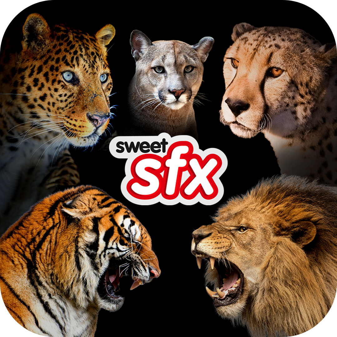 Big Cats by Sounding Sweet