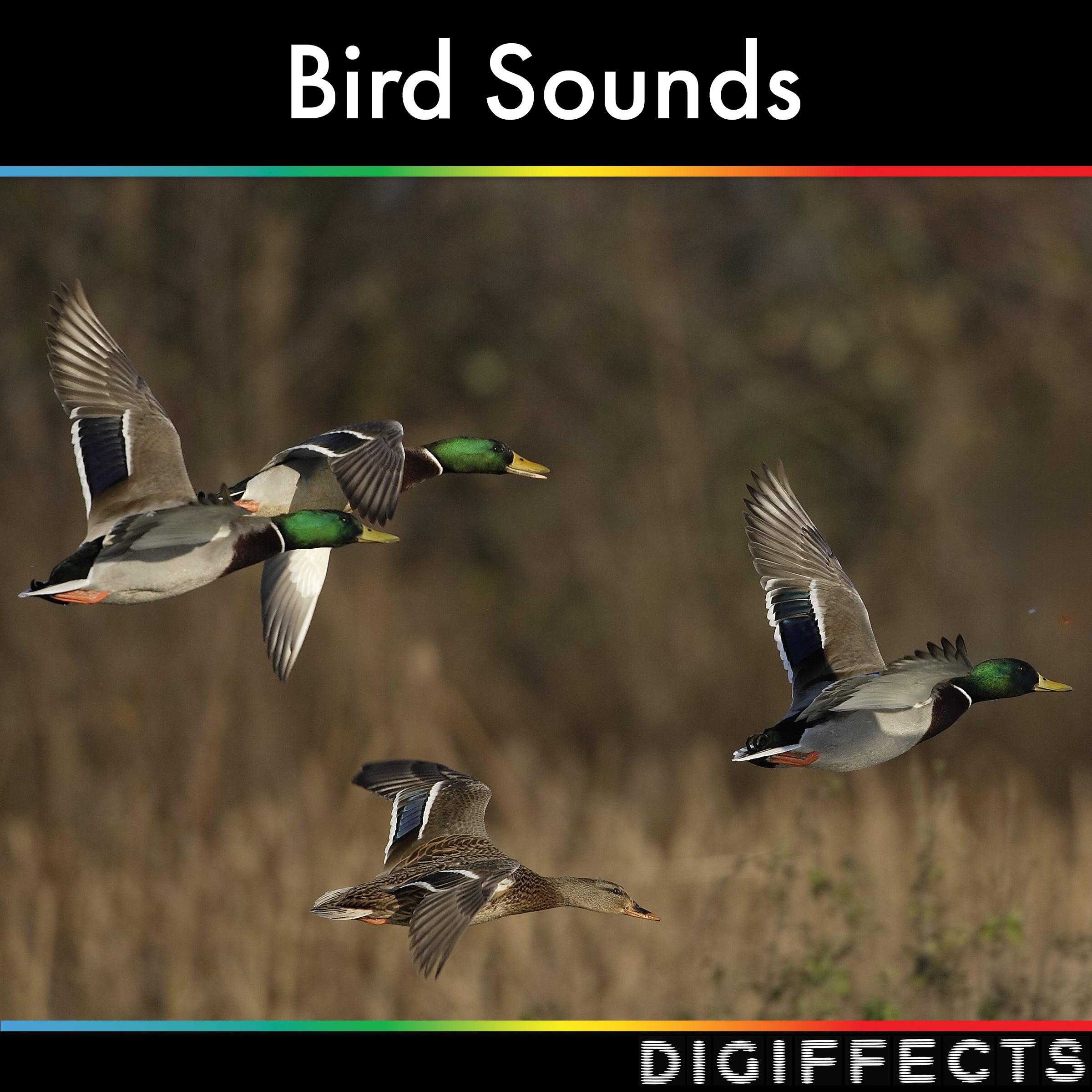 Bird Sounds SFX Album
