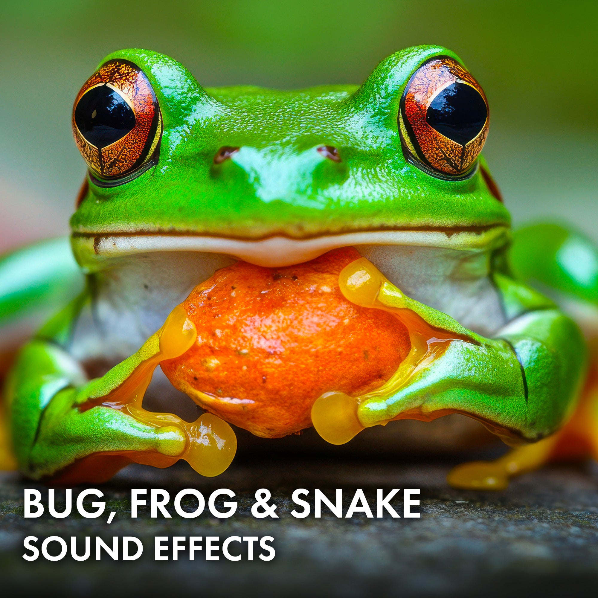 Bug, Frog & Snake Sound Effects