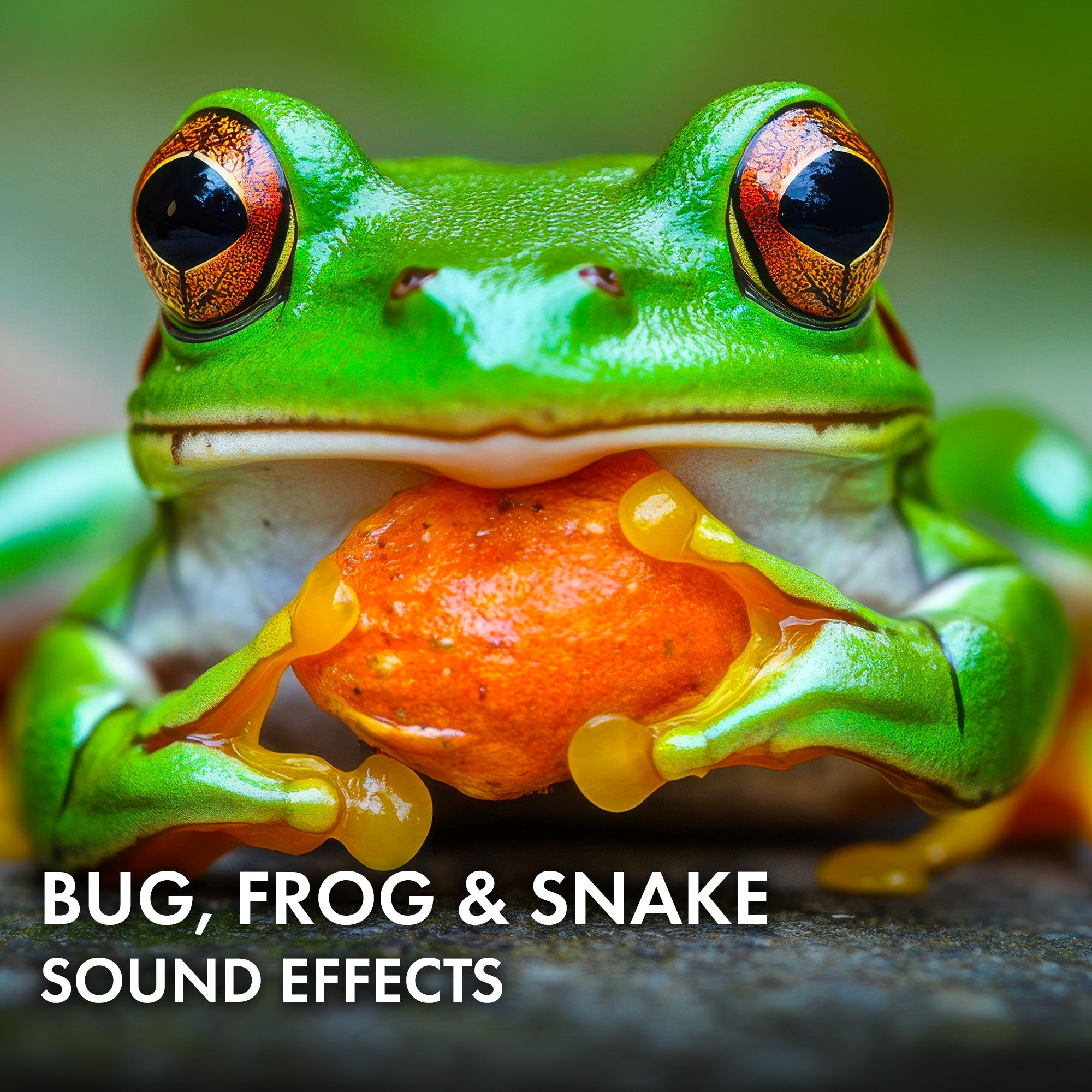 Bug, Frog & Snake Sound Effects