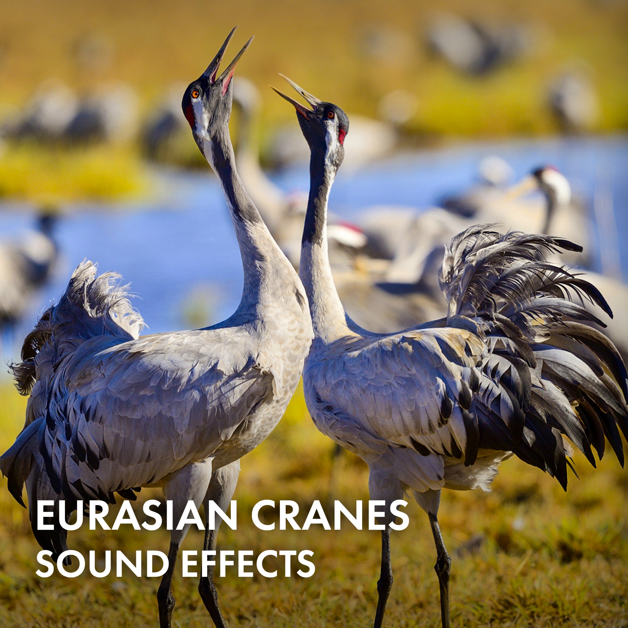 Eurasian Cranes Sound Effects