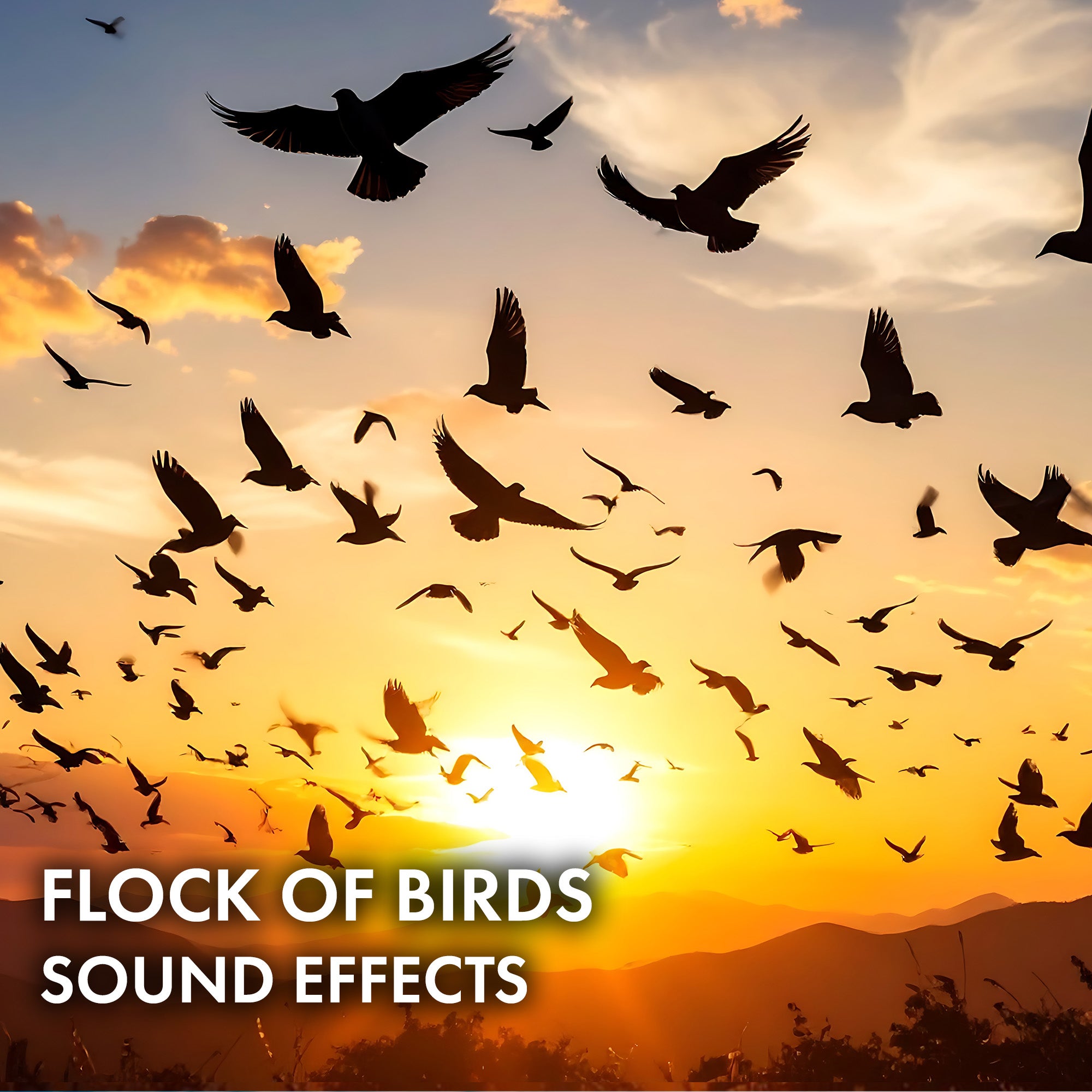 Flock of Birds Sound Effects