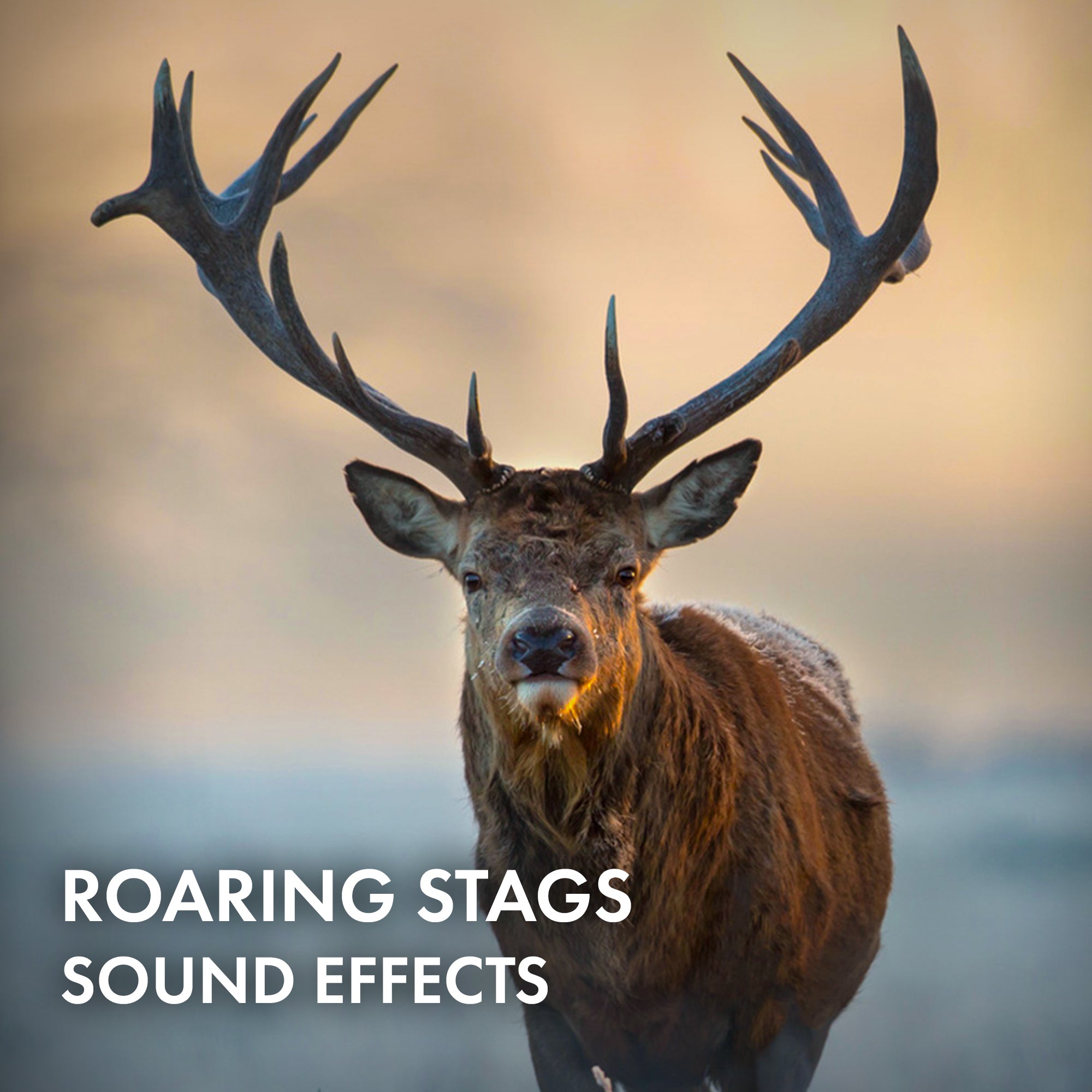 Roaring Stags Sound Effects