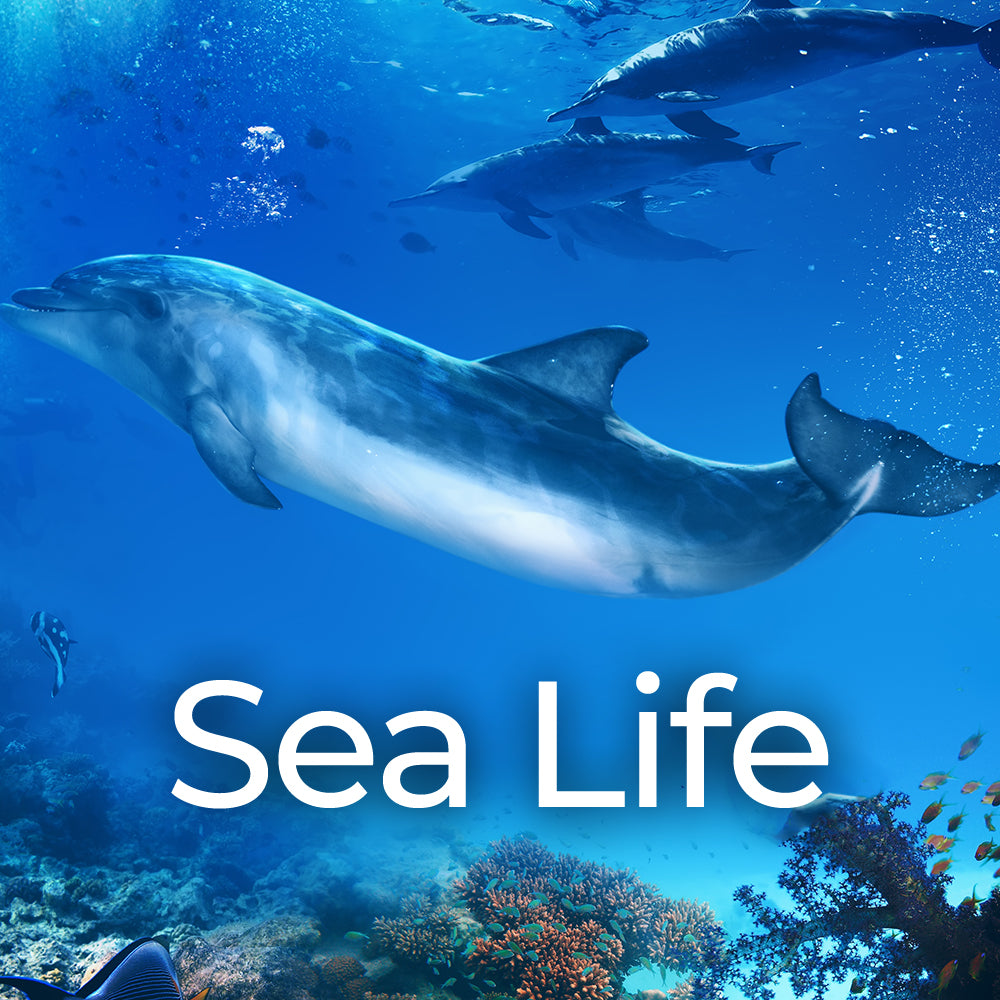 Sea Life SFX Album