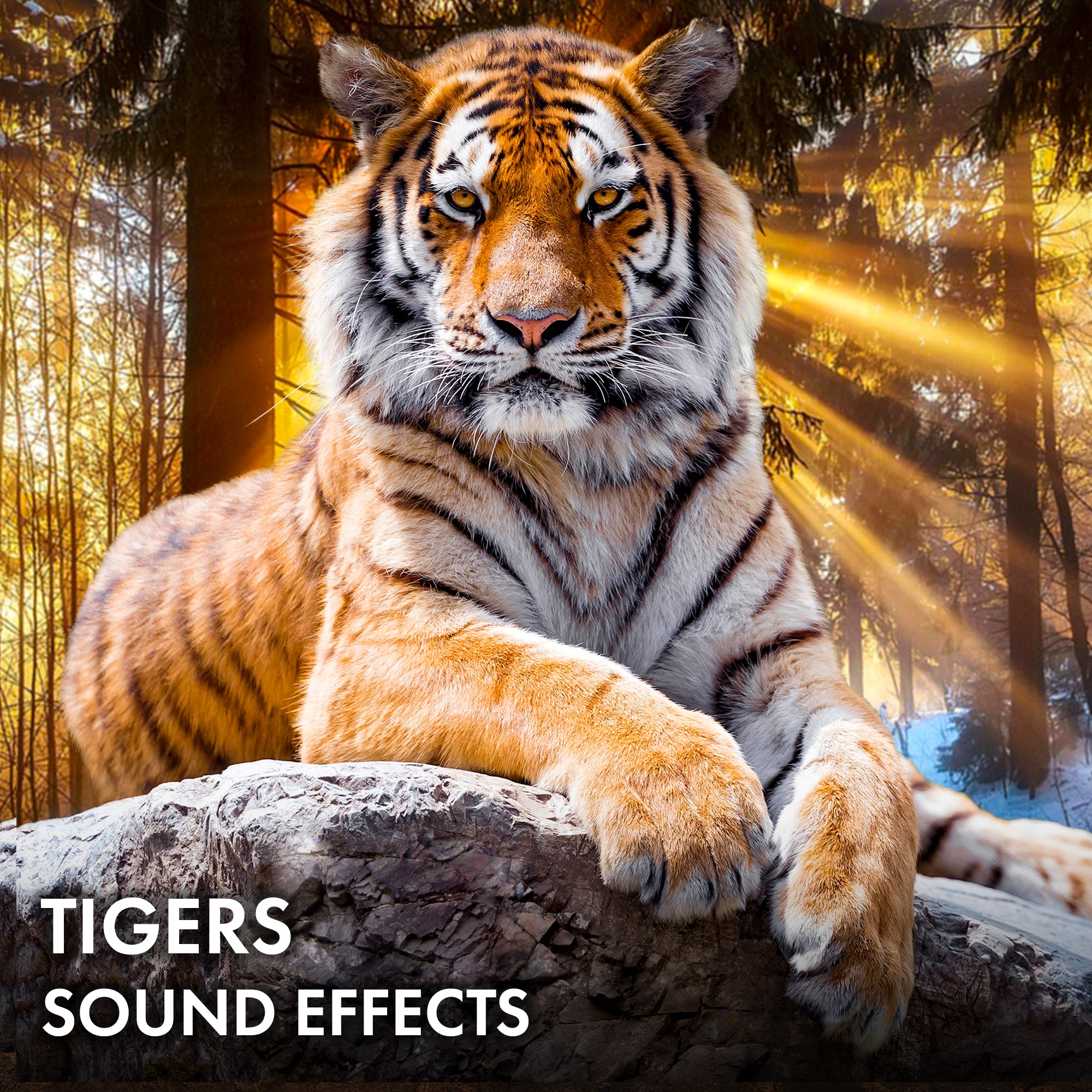 Tigers Sound Effects