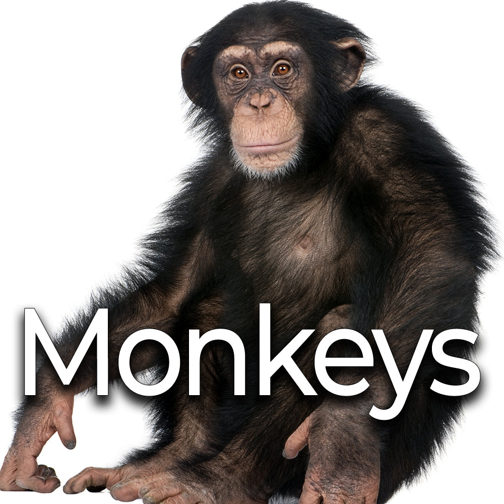 ☆MONKEY☆ Monkeys SFX Album | Sound Ideas