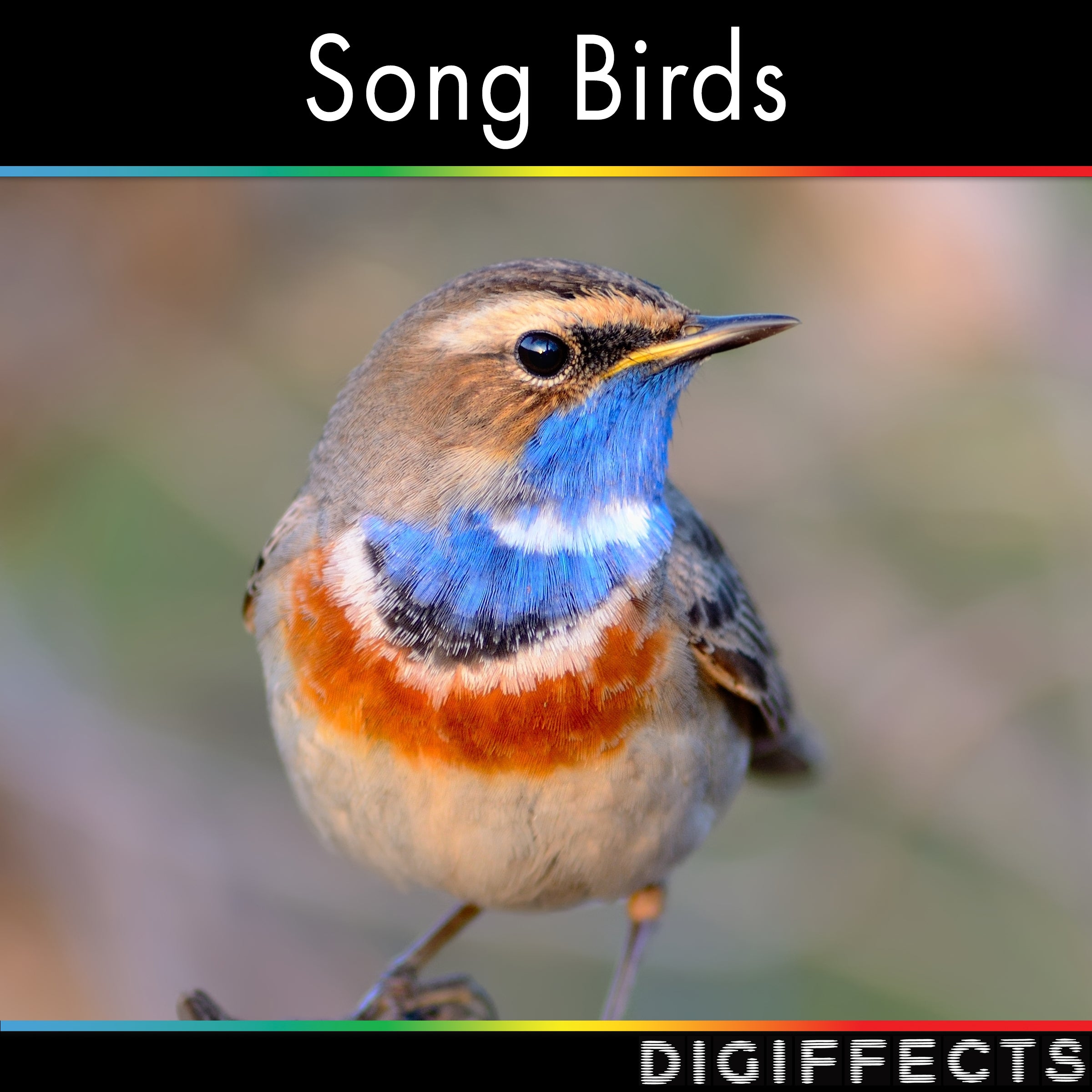 Song Bird Sounds