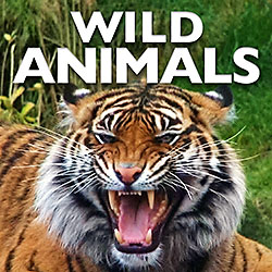 Wild World of Animals Sound Effects Library | Sound Effects Libraries ...