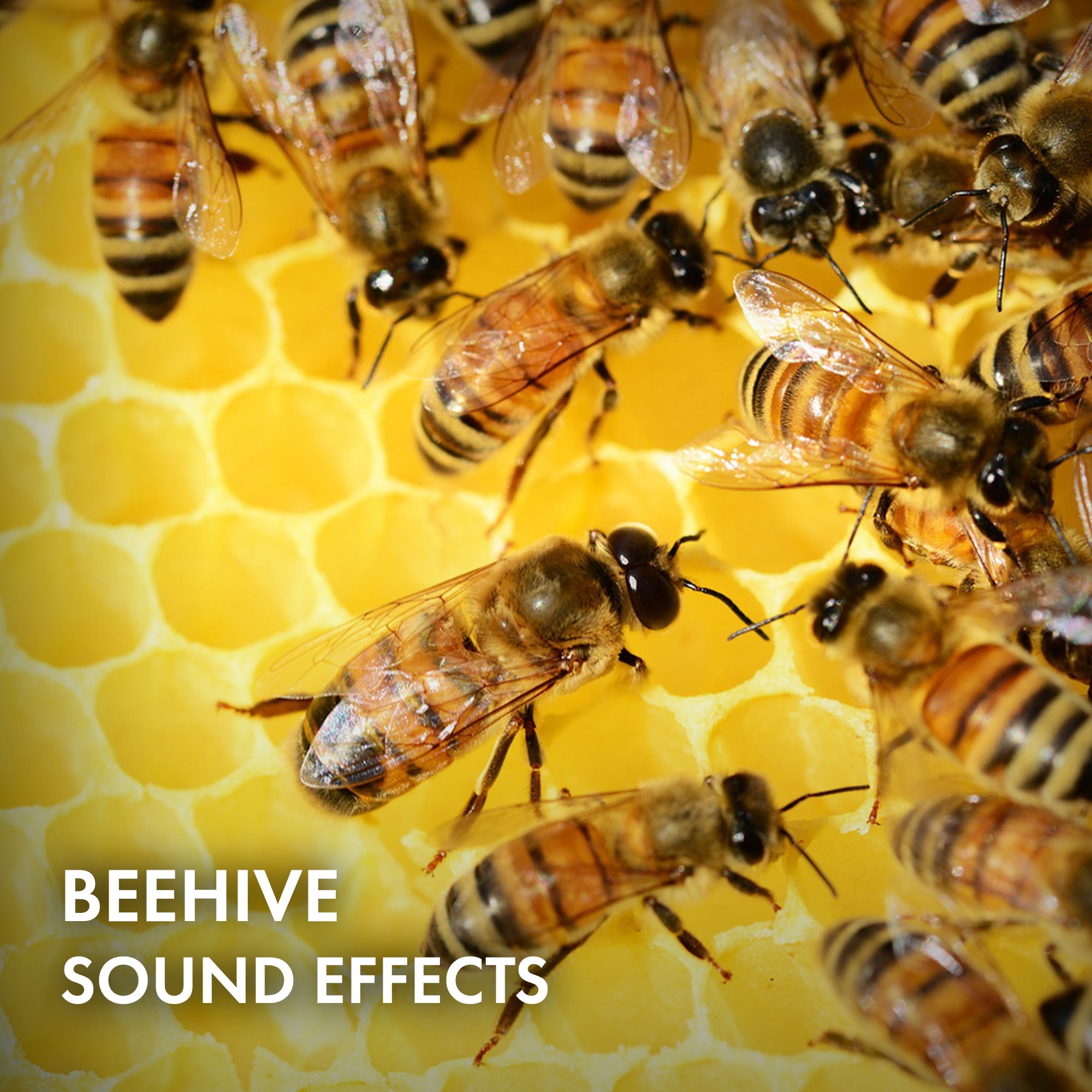 Beehive Sound Effects