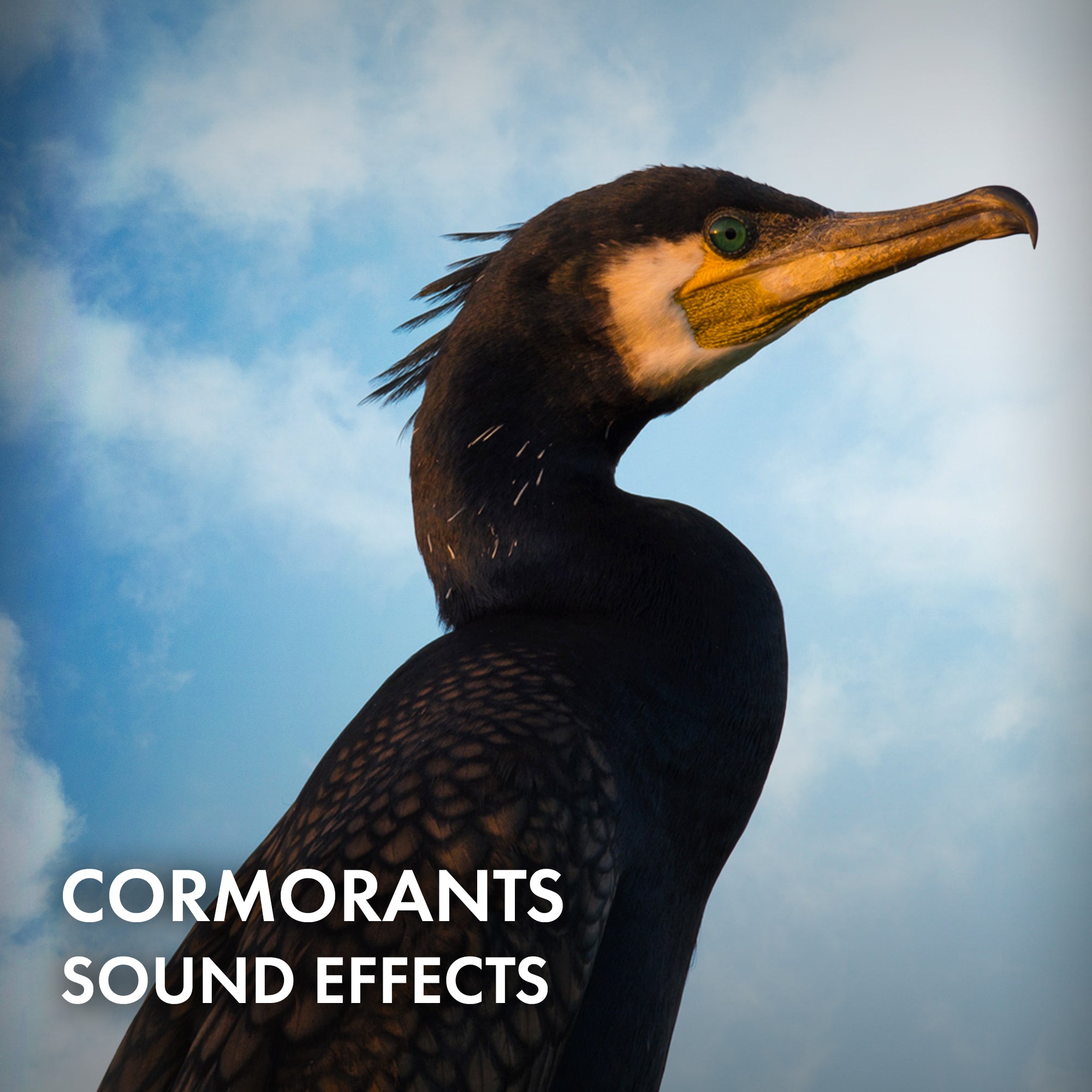 Cormorants Sound Effects