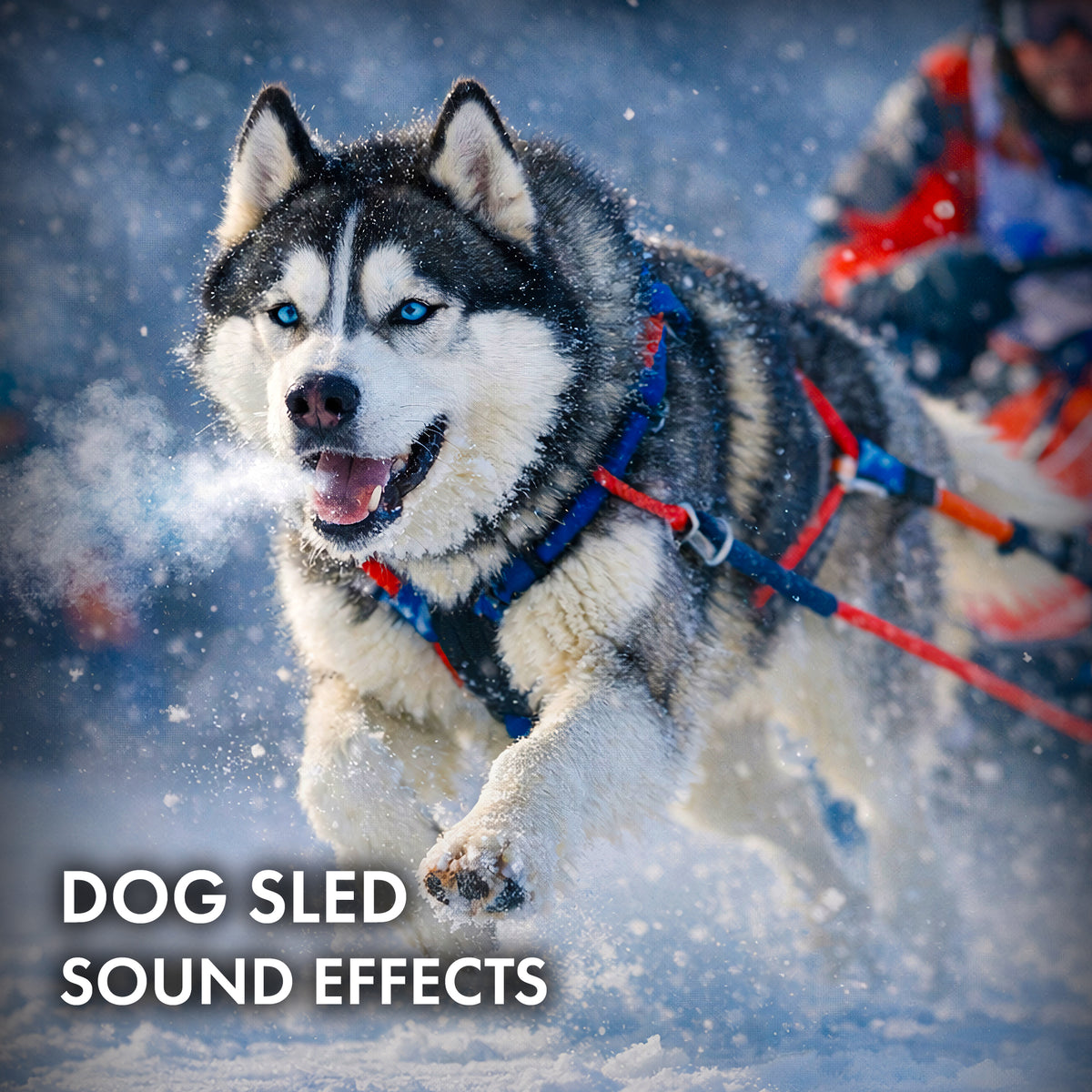 Dog Sled Sound Effects Collection
