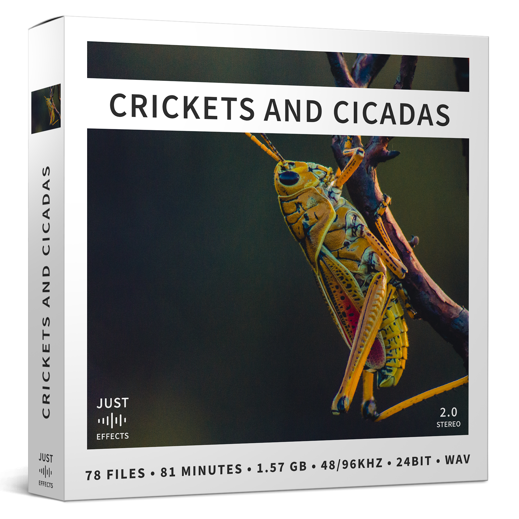 Sound Ideas | Crickets and Cicadas by Just Sound Effects