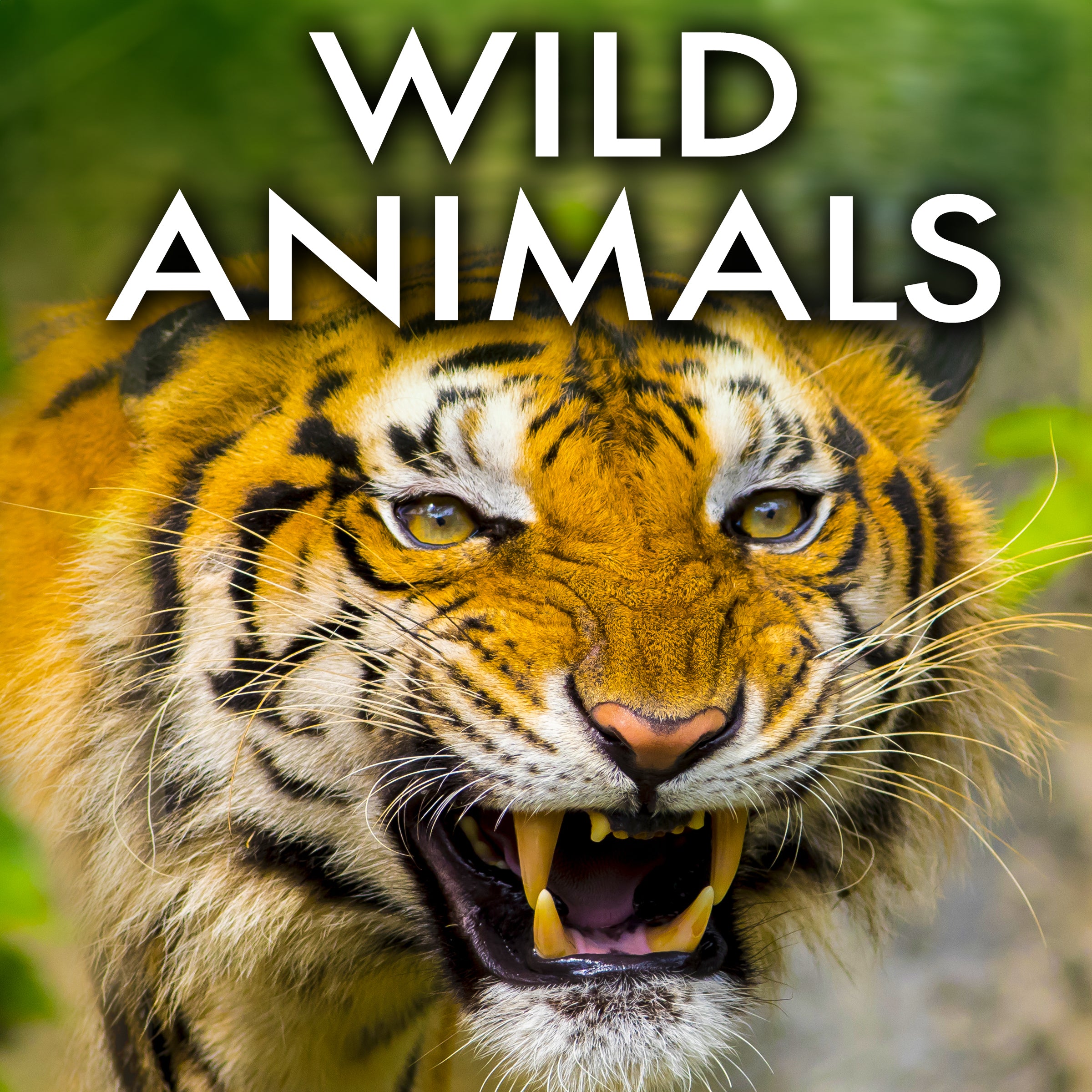 Wild Animals SFX Album